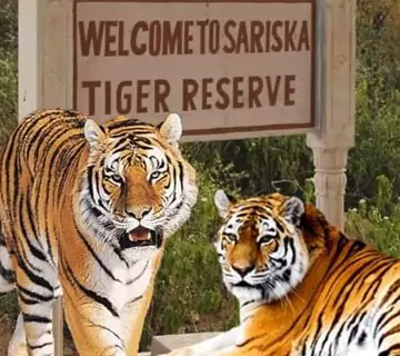 Sariska Wildlife Tour